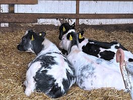 Baby calves