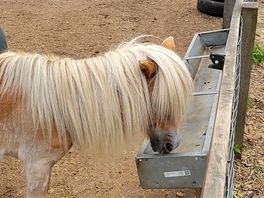 Pony