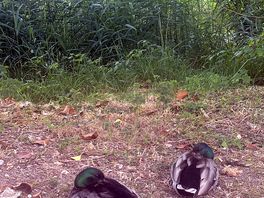 Ducks!