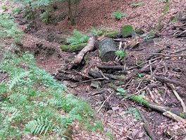 Log jam!