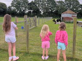 Seeing the alpacas after first arriving