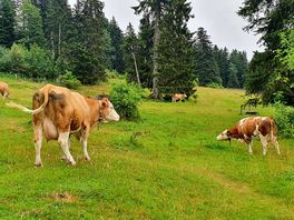 Cows on the hill behind the campsite