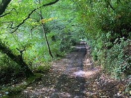 Beautiful woodland walks direct from site