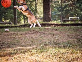 Basketball place with more ball games like table tennis and yes, its a beagle. the smallest donkeys!
