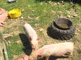 More pigs!