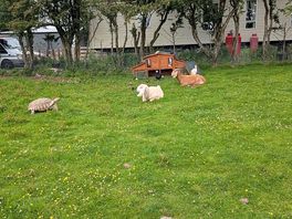 Goats, chickens and rabbits