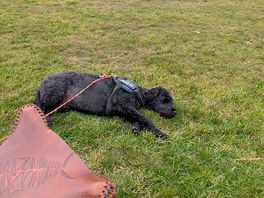 One tired pooch !