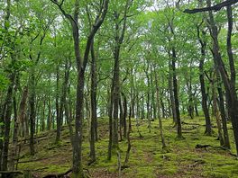 Woodland walk