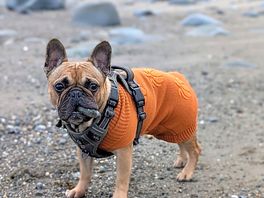 Rocco on the local beach