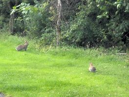 Am morgen wurden wir von wildhasen begrüsst.