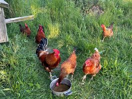 🐓