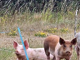 Pigs