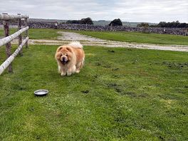 The pooch
