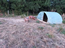 Gorgeous little piggies on site
