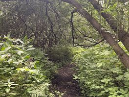Walk in the woods