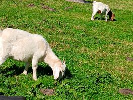 Little goats