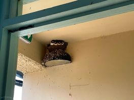 Swallow nest in shower block