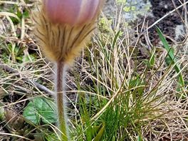 Mire flowers