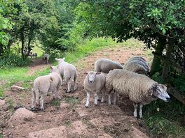 Sheep from the nearby field