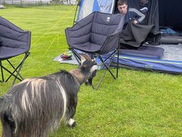 Roaming goats