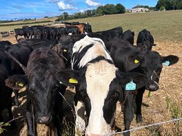 Our neighbours