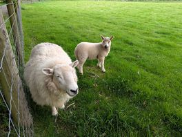 Even she sheep are smiling