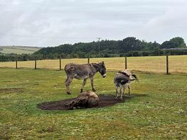 Donkeys