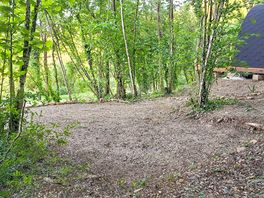 Pitch in the woods