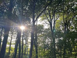 Woodland walk