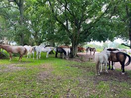 Ponies in the new forest