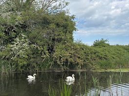 Swans
