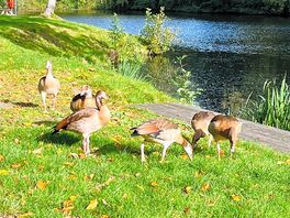 Wilde besucher