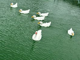 Duck pond