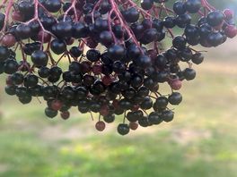 Elderberry picking