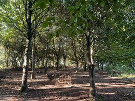 Woodland clearing