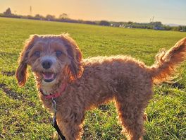 Even the doggo was smiling 😃