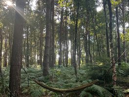 Dense wood