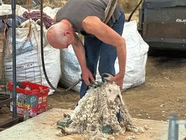 Goat shearing