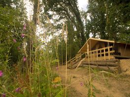 External image of the woodland safari tent in its woodland setting.