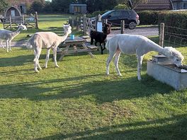 Lamas