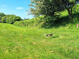 Grass pitches