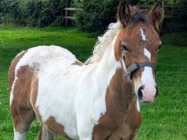 The beautiful foal - loved watching him running around the field.