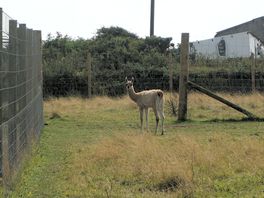 Llamas