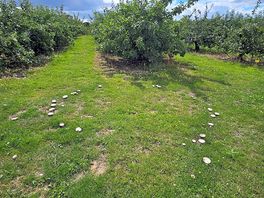 Fairy ring!