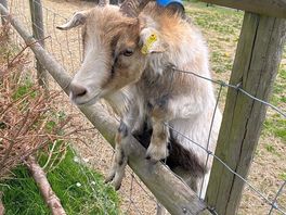 Goat feeding