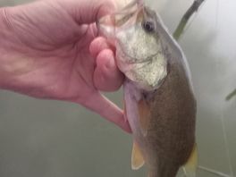 Nice little large mouth from the marina