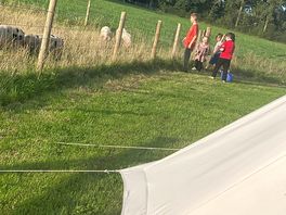 Feeding the pigs