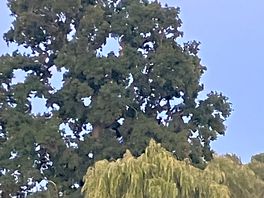 Trees