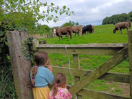 Cows on a nearby field