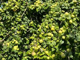 Apples in abundance in the orchard